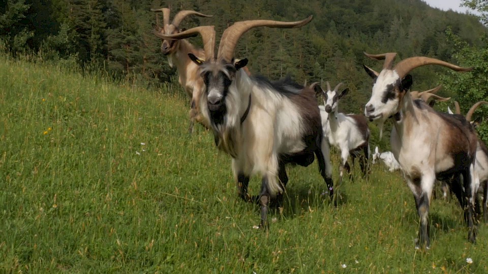 Die Ziegenhirtin im Ötscher:Reich