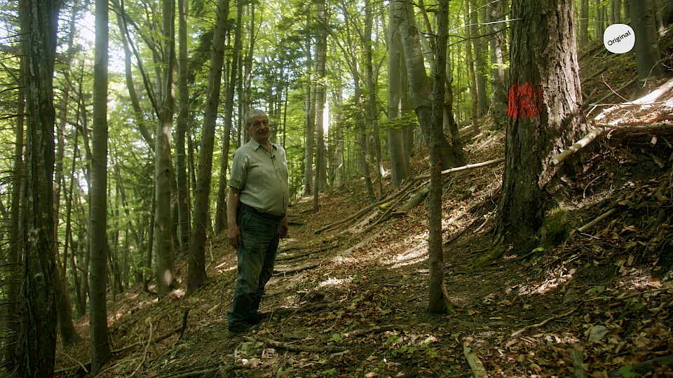 Der letzte Urwald im Pielachtal